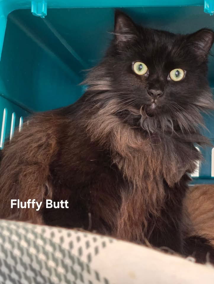 adoptable Cat in Langhorne, PA named Fluffy Butts