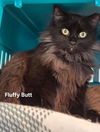 adoptable Cat in  named Fluffy Butts