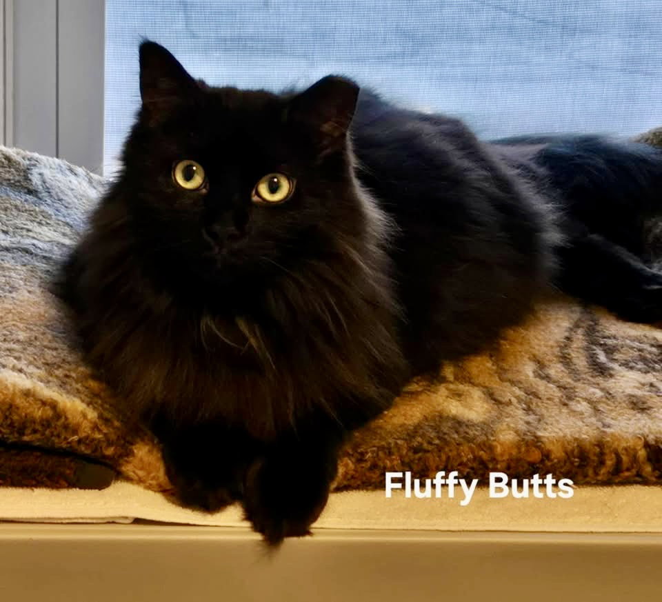 Fluffy Butts