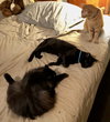 Lil Bits - Photo 2