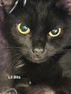 adoptable Cat in langhorne, PA named Lil Bits