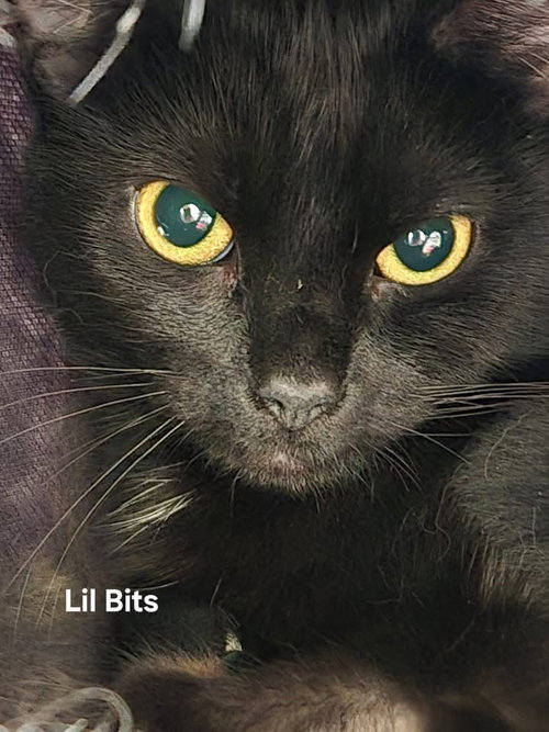 picture of the cat needing adoption