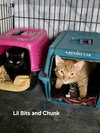 Lil Bits - Photo 4