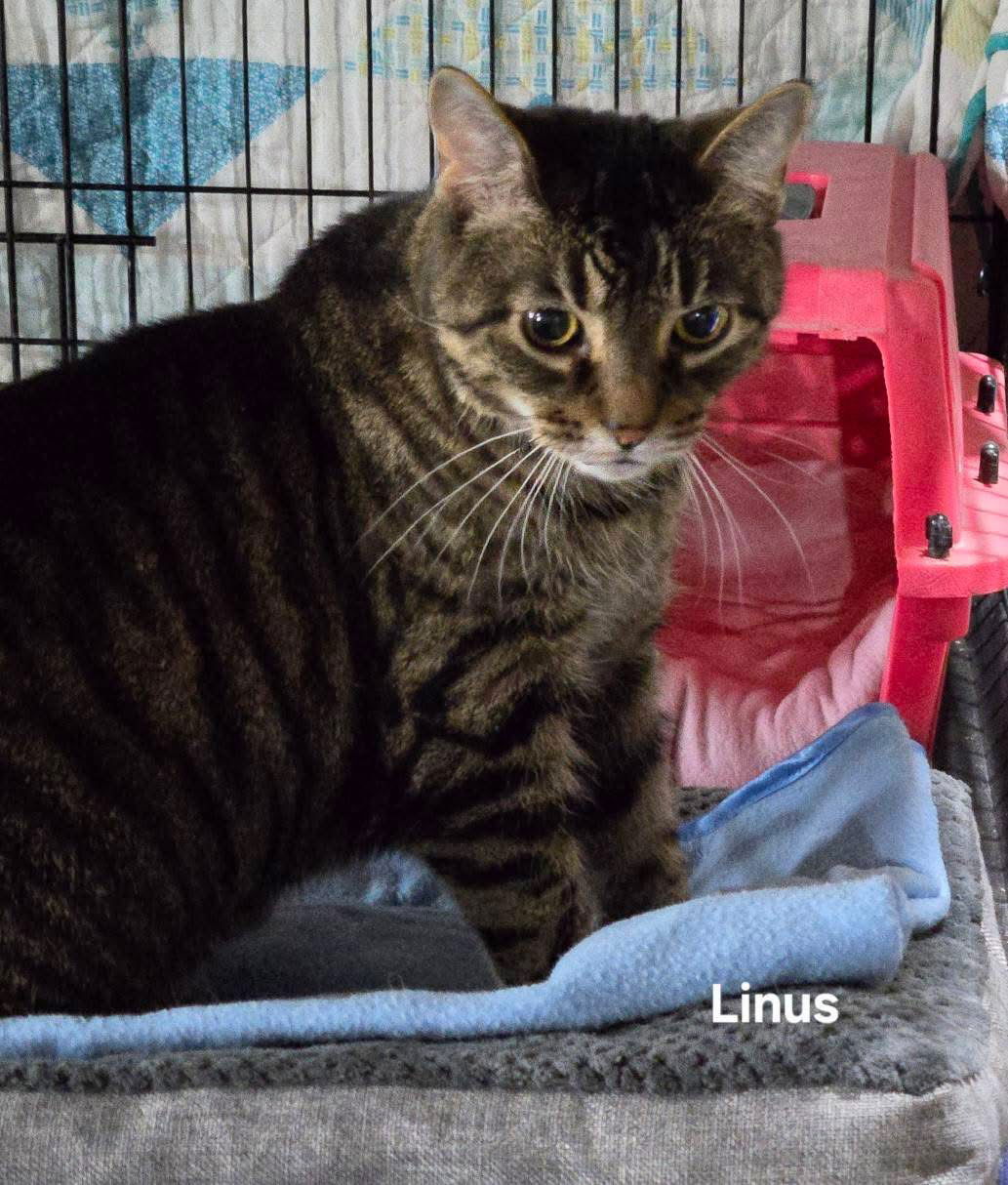 adoptable Cat in Langhorne, PA named Linus