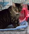adoptable Cat in langhorne, PA named Linus