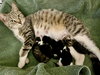 Jellybean - Photo 5