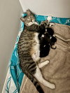 Jellybean - Photo 7