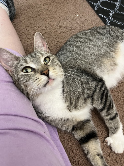 JELLYBEAN - Domestic Short Hair available for adoption