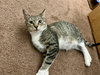 Jellybean - Photo 3
