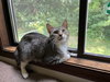 Jellybean - Photo 2