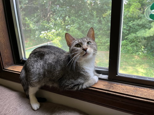 JELLYBEAN - Domestic Short Hair available for adoption