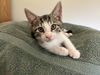 adoptable Cat in , PA named Snickers