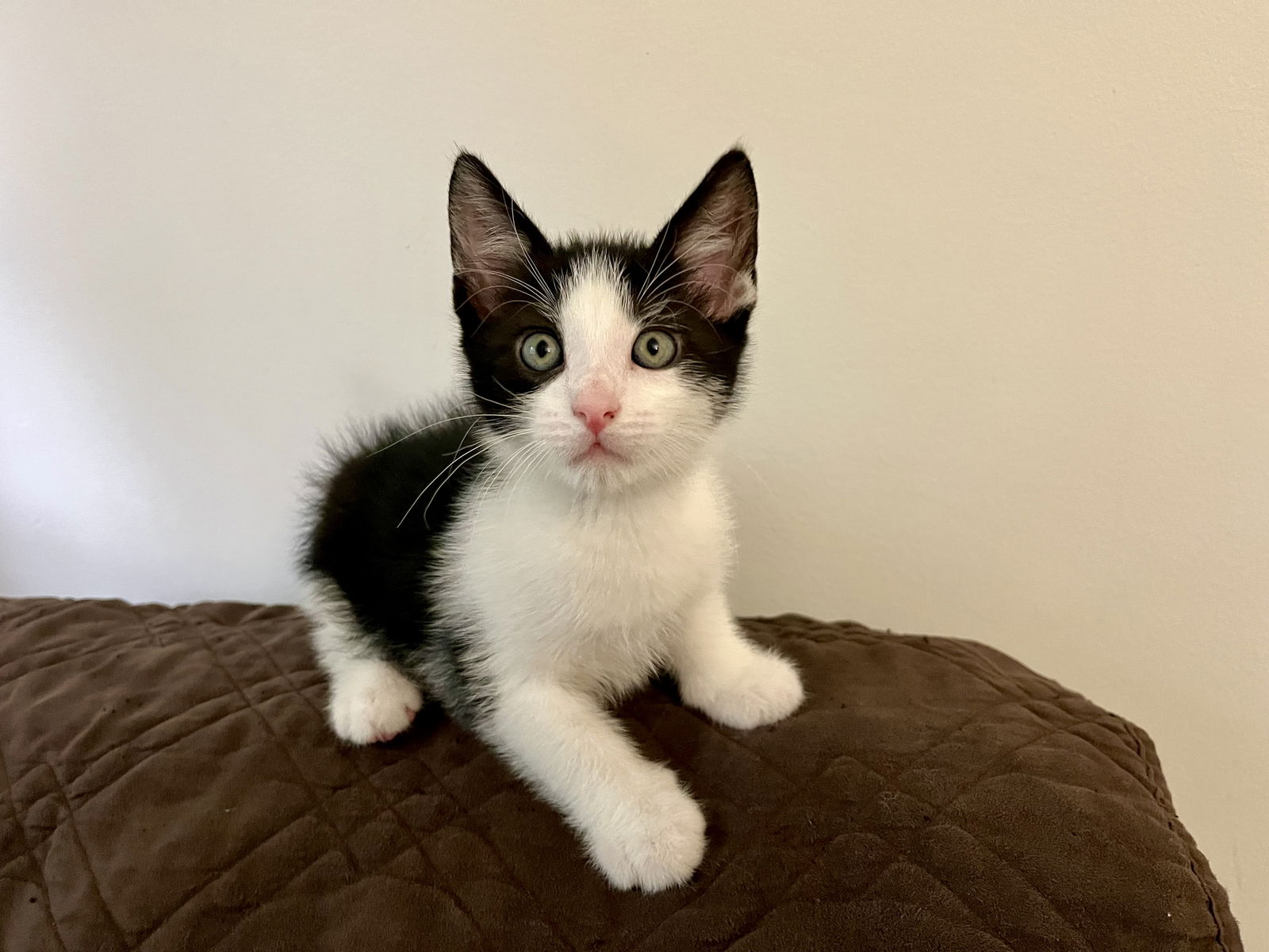 adoptable Cat in Langhorne, PA named Skittles