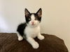 adoptable Cat in , PA named Skittles