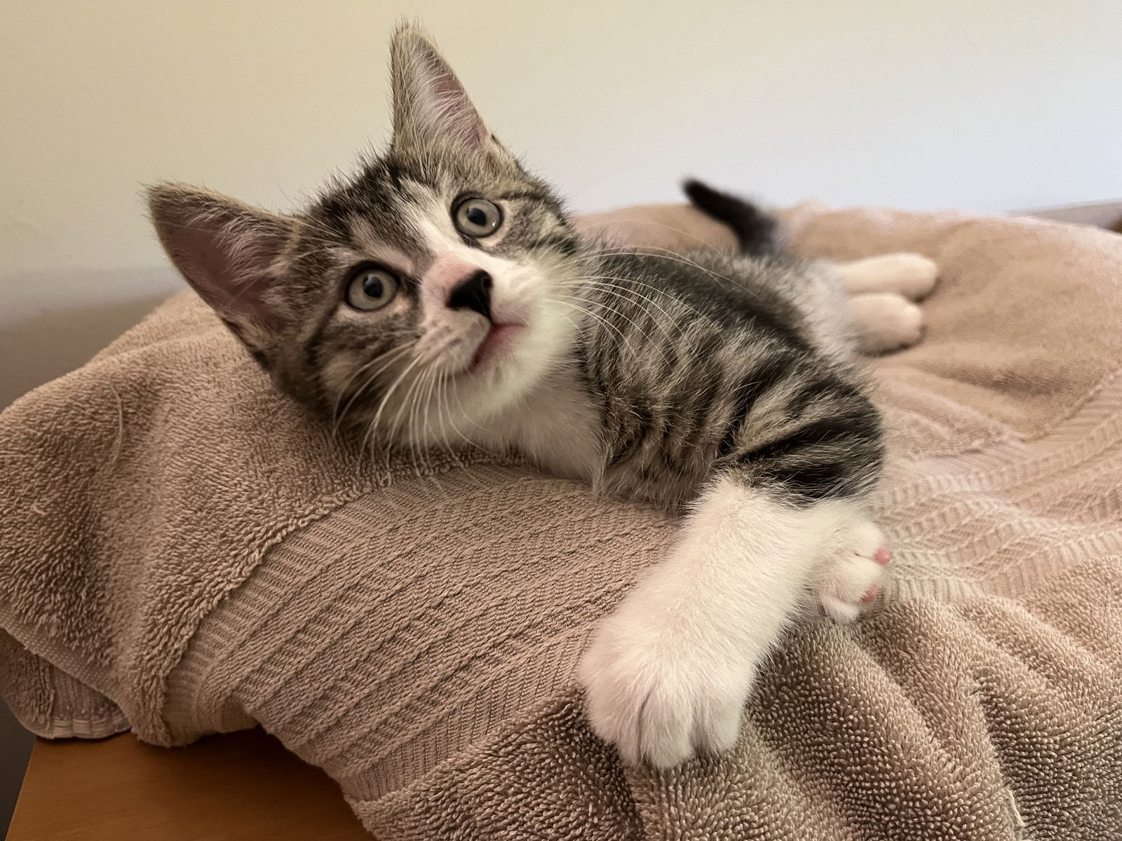 adoptable Cat in Langhorne, PA named Reese