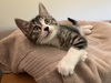 adoptable Cat in , PA named Reese
