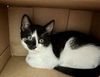 adoptable Cat in , PA named Twix