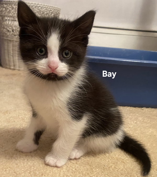 Bay