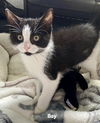 adoptable Cat in  named Bay