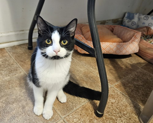 BAY - Domestic Short Hair available for adoption