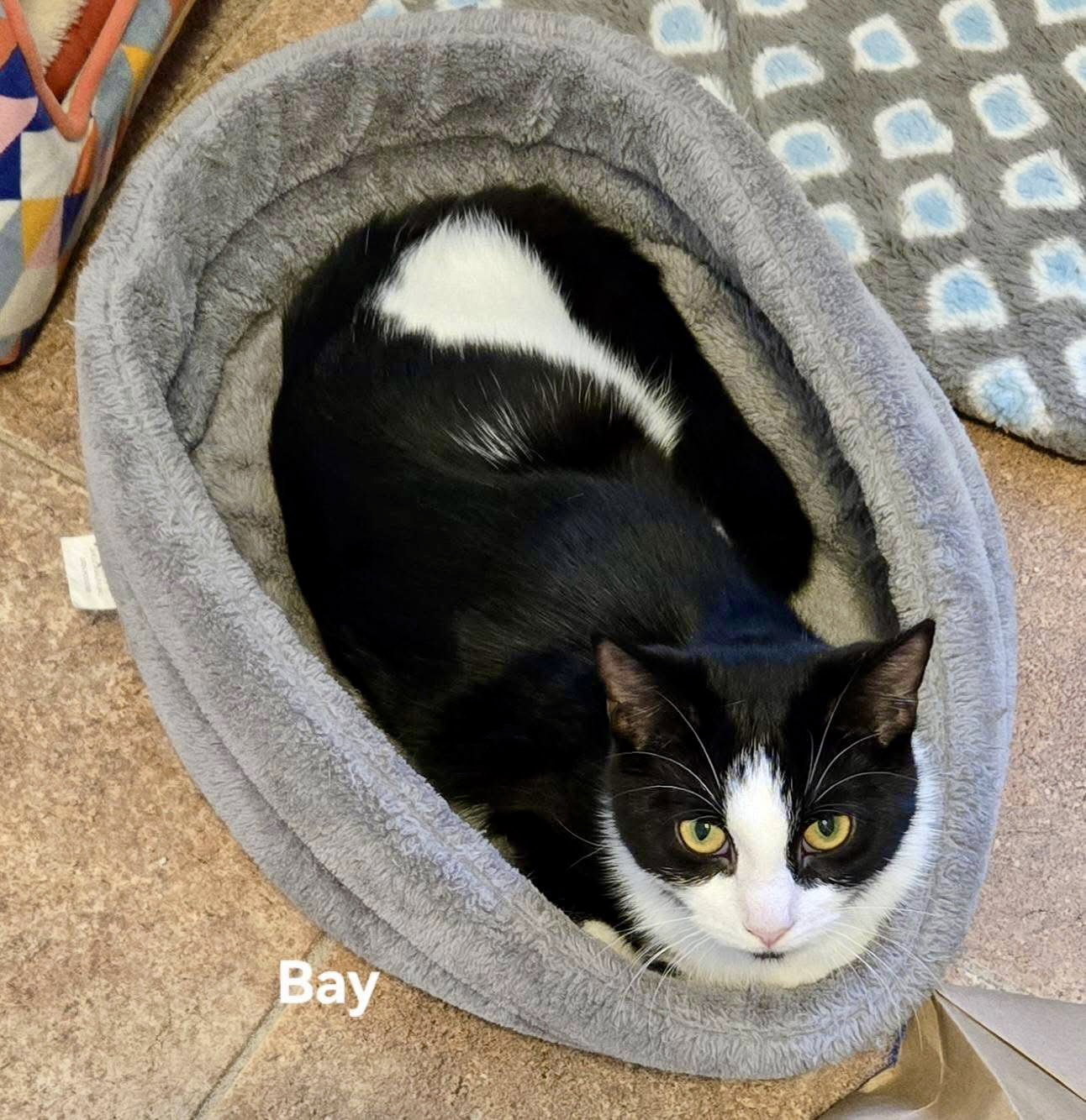Bay