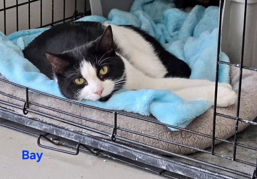 Bay, Young Domestic Short Hair / Mixed, cat for adoption in Lakewood, New Jersey