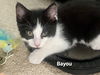 adoptable Cat in  named Bayou