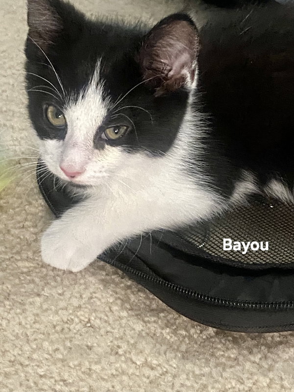 Bayou
