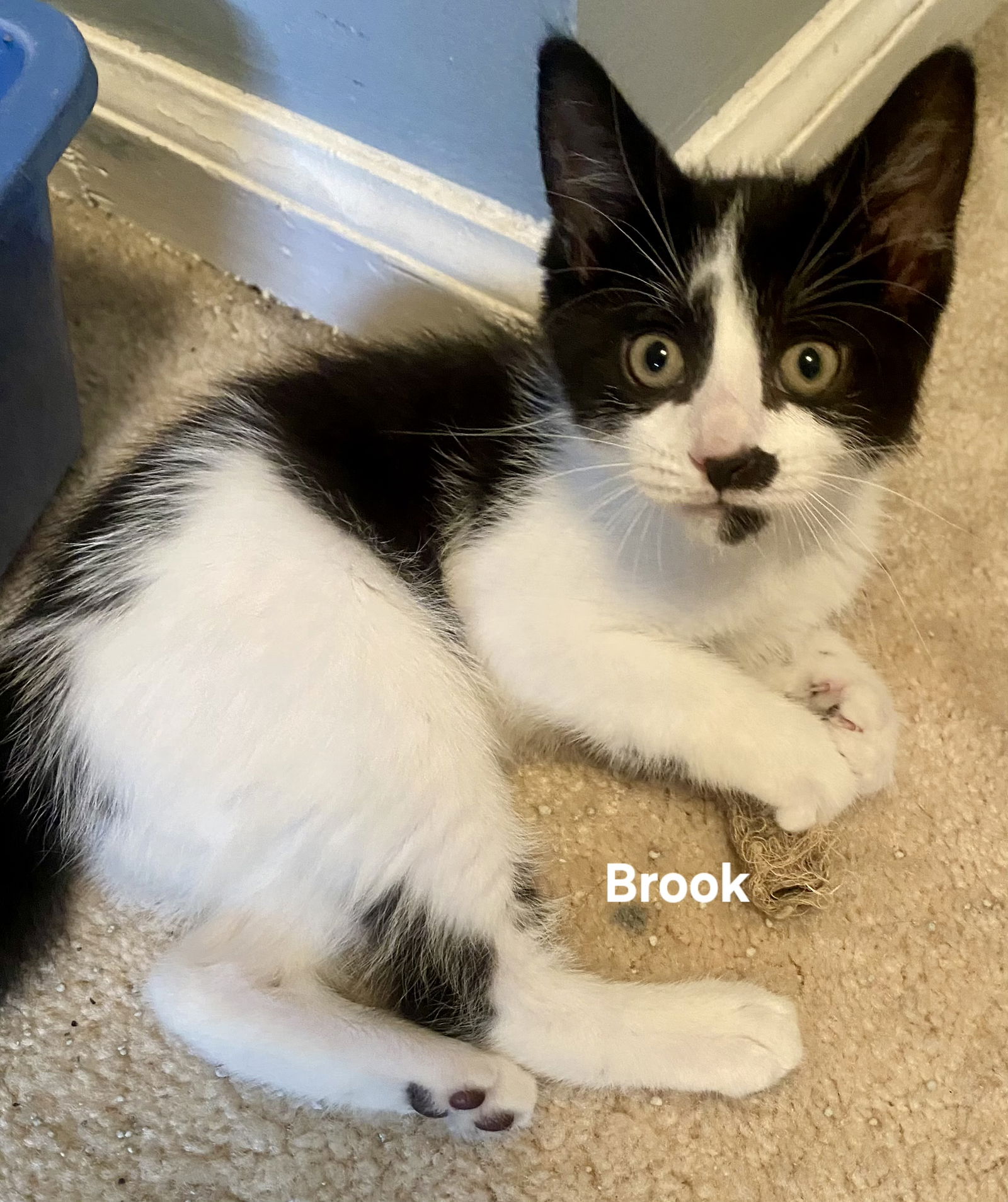 adoptable Cat in Langhorne, PA named Brook