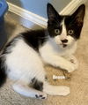 adoptable Cat in  named Brook