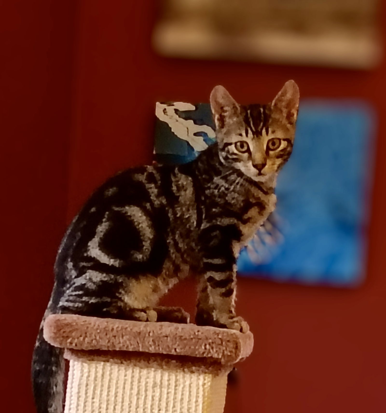 adoptable Cat in Langhorne, PA named Gelato
