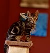 adoptable Cat in langhorne, PA named Gelato