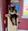 adoptable Cat in langhorne, PA named Klondike