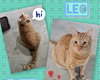 Leo - Photo 2