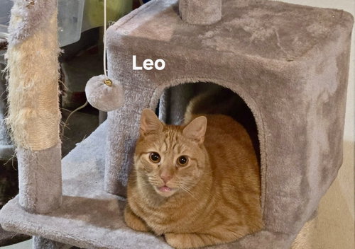 LEO - Domestic Short Hair available for adoption