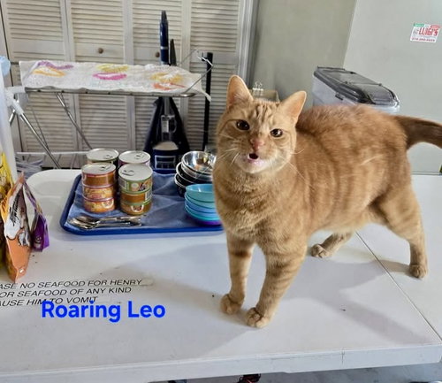 Leo, Adult Domestic Short Hair / Mixed, cat for adoption in New Brunswick, New Jersey