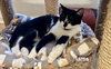 Iams - Photo 2