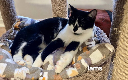 IAMS - Domestic Short Hair available for adoption