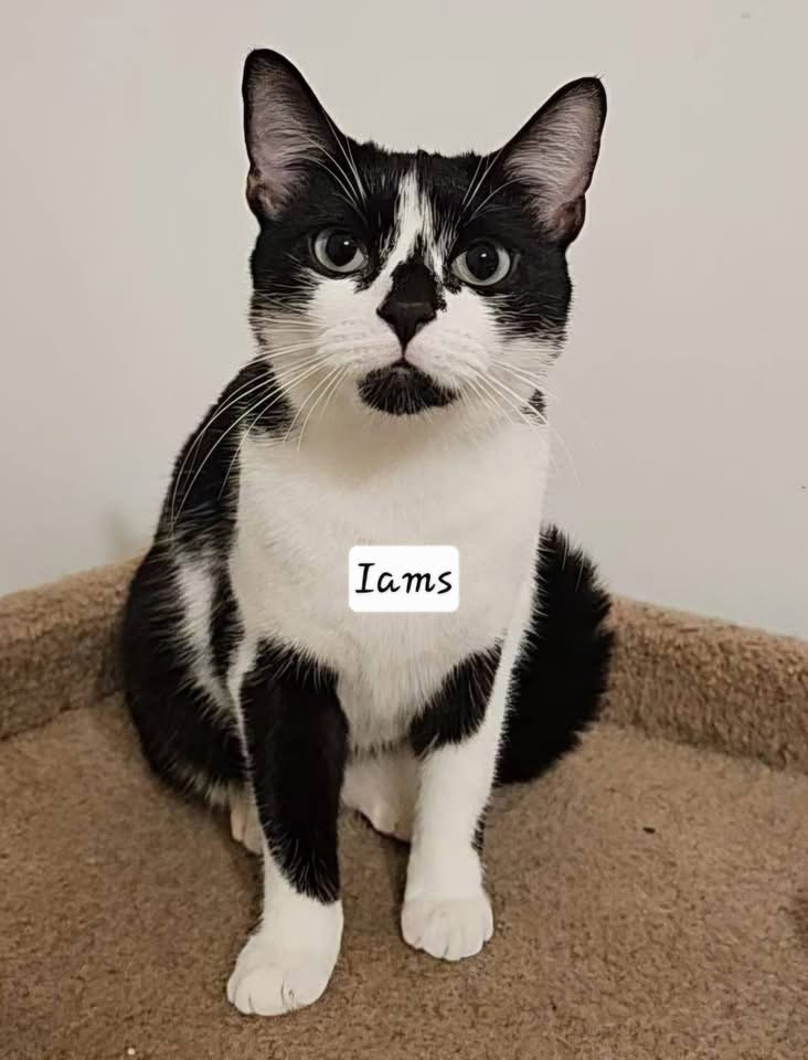 Iams