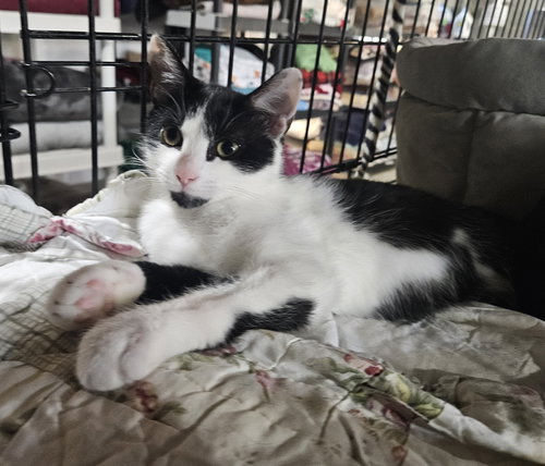 PURINA - Domestic Short Hair available for adoption