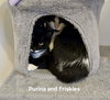 Purina - Photo 3