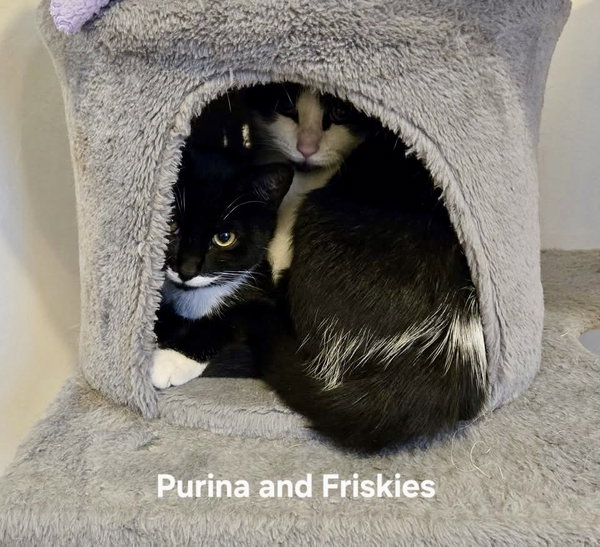 Purina