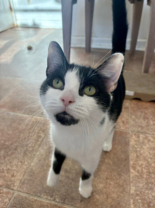 PURINA - Domestic Short Hair available for adoption