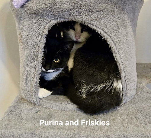 FRISKIES - Domestic Short Hair available for adoption