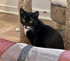 Friskies - Photo 3