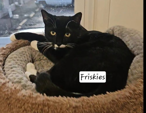 Friskies, Young Domestic Short Hair / Mixed, cat for adoption in New Brunswick, New Jersey