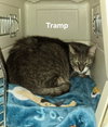 Tramp - Photo 6