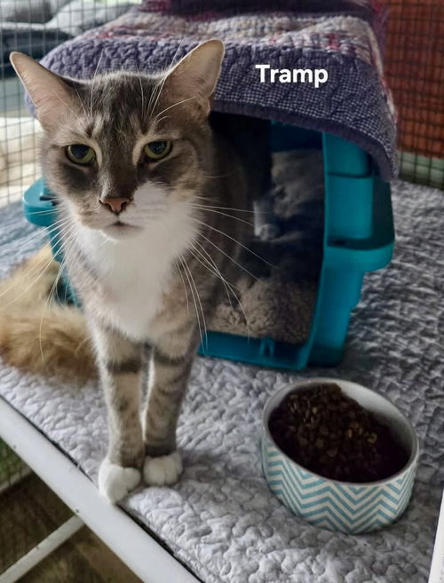 TRAMP - Domestic Short Hair available for adoption