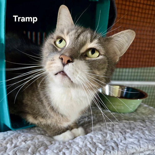 TRAMP - Domestic Short Hair available for adoption
