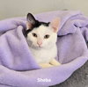 Sheba - Photo 2